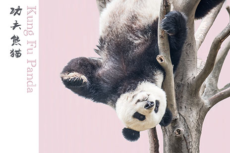 都江堰大熊貓飼養員一日游1-Day Dujiangyan Panda Volunteer Tour